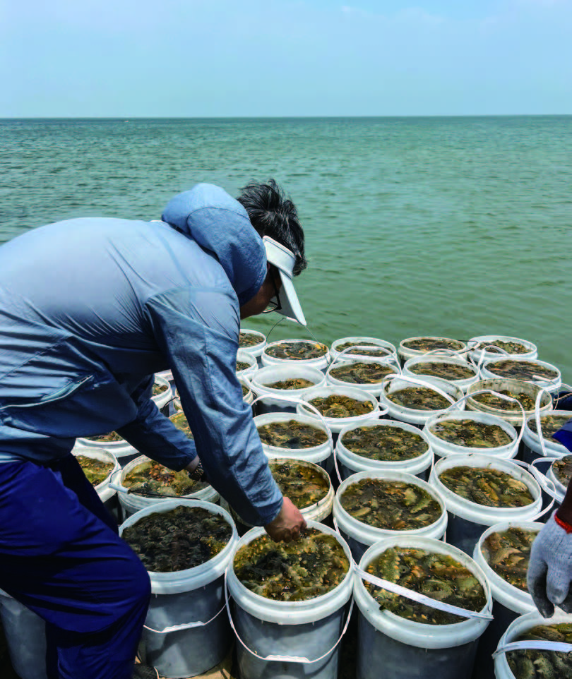 天然野生海參的背后，居然隱藏著這么多不為人知的秘密！